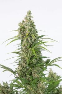CBD Cannabisfrön - Dinafem - White Widow Auto CBD