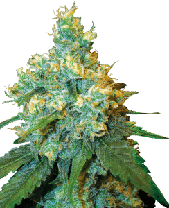 Cannabisfrön Sensi Seeds Jack Herer Feminiserad