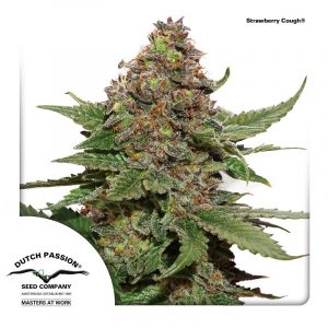 cannabissådder- Jordgubbs- och hosta