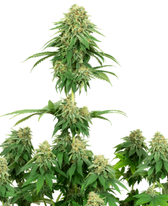 Girl Scout Cookies White Label Seeds feminised skunk seeds cannabis seeds